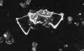 Globotruncana foraminifero del cretaceo