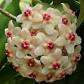 Hoya carnosa - Fiore di cera
