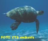 TESTUGINE Caretta Caretta