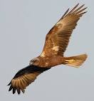 FALCO DI PALUDE