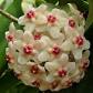 Hoya carnosa - Fiore di cera